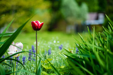 nice tulips in the garden - obrazy, fototapety, plakaty