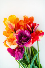 nice tulips  on the  white background