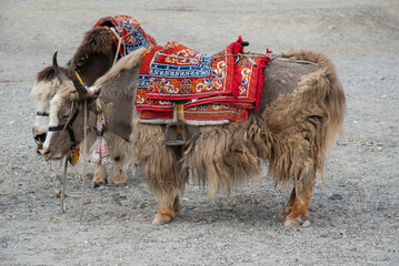Yaks for the tourists a ride at the Pangong Lake
