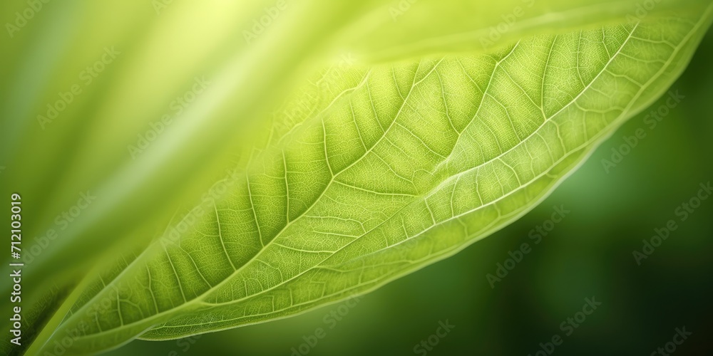 Poster the close-up of leaf texture in green abstract nature background with a soft focus. exuberant image.