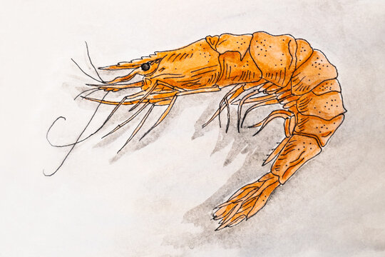 Single orange shrimp painted in watercolor on clean white background. watercolor drawing shrimp. Red boiled prawn, cooked tiger shrimp, seafood ingredient, watercolor illustration. Selective focus.