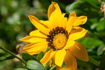 Yellow Gazania flowering in a garden