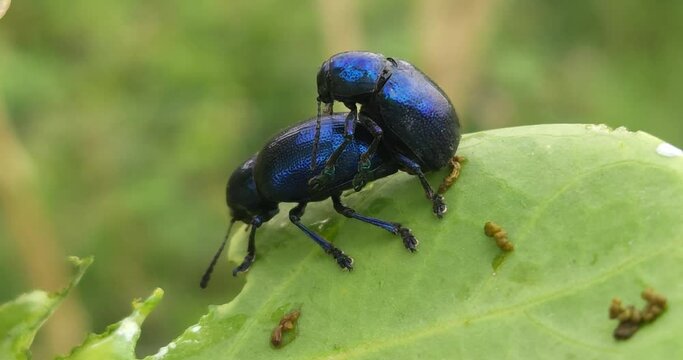 Intimate Macro Moments: 4K video of two male and female blue milkweed beetles mating on a leaf, The male inserting his genitals into the female's genitals. Macro video in natural day light.