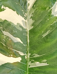 Alocasia macrorrhizos leaves texture background