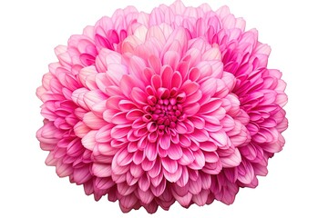 Bright pink chrysanthemum flower isolated on white closeup without shadows