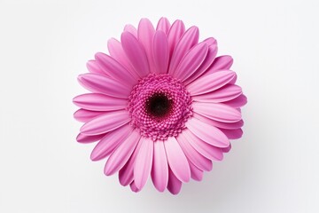 Close up nature design of a pink gerbera flower on a white background with clipping path - obrazy, fototapety, plakaty