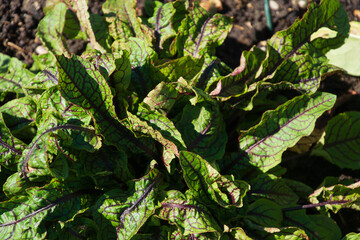 sorrel also called Spinach Dock or Rumex acetosa grows in the summer garden in bavaria