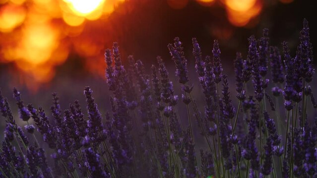 Lavender flowers on field at sunset light. Growing plant swaying on wind. Selective focus on blooms. Provence in France.