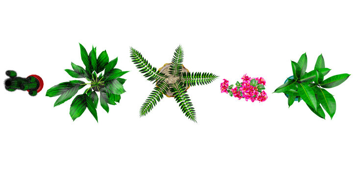 3d illustration Sago palm,Bougainvillea,Chamaedorea ernesti-augustii,cactus,small banana trees Ornamental plants in pot from the top view