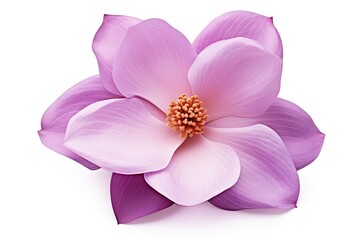Isolated purple Magnolia felix with clipping path on white