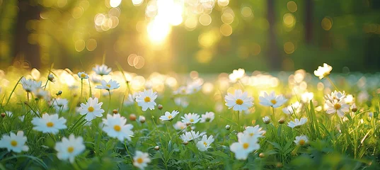 Poster Spring flowers bloom. Abstract soft focus field. Landscape of white flowers blur grass meadow clear sunny day time. Tranquil spring summer nature closeup forest background © Cheetose