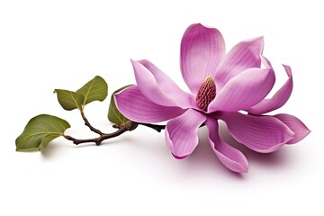 Isolated purple magnolia flower on white background with clipping path
