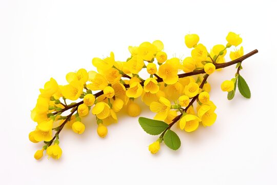Isolated on white small berberis thunbergii flowers are yellow