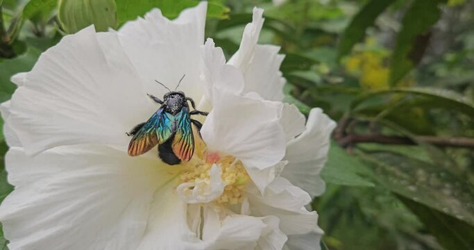carpenter bee is sucking honey from Confederate rose flowers. pollinator bee