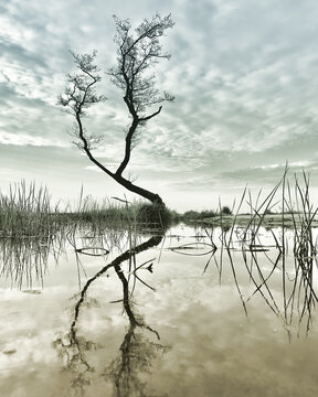 A serene image capturing a lone tree's reflection in still water under a dramatic sky.