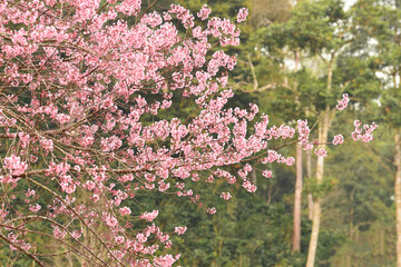 Phaya suae flower or sakura flower in Thailand
