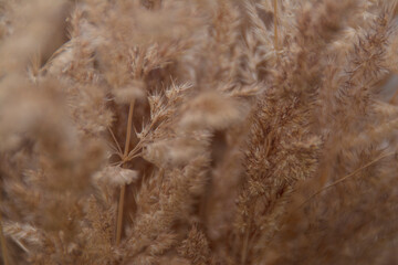 Bunch of dry spikelets in close-up. Design of a cozy balcony, attic, veranda. Scandinavian interior style.