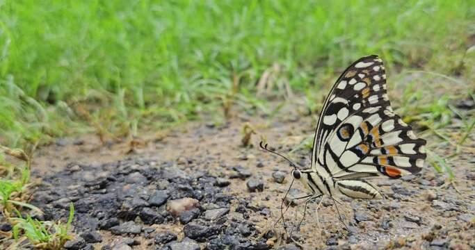 butterfly on the ground