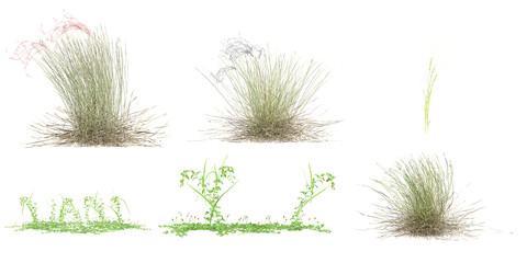Silvergrass,Garden cress,Lygeum with transparent background, 3D rendering, for illustration, digital composition, architecture visualization