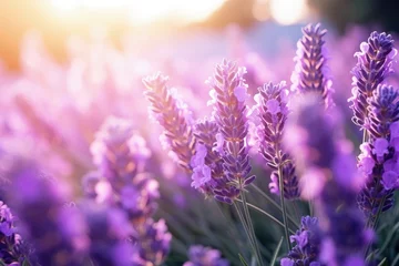 Muurstickers Sunlit lavender flower in a garden with focused attention © VolumeThings