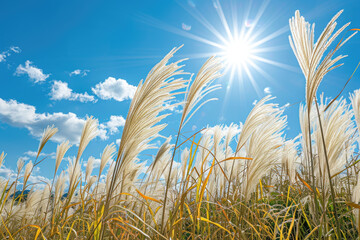 Obraz premium Landscape photography pampas grass shining in the sun , autumn-like sky , picnic weather , feeling of excitement.