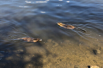 Multiple nutria swimming in the river