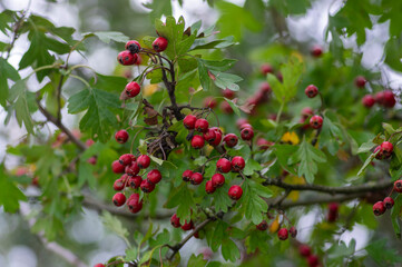 Crataegus monogyna common one-seed hawthorn hawberry with red ripened fruits on tree branches