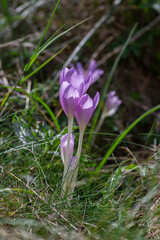 Colchicum autumnale autumn crocul group of light violet purple flowers in bloom, wild beautiful flowering plant during fall