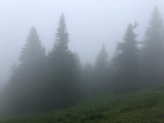 Thick fog in the pine forest