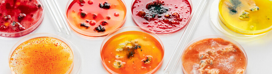 Background with laboratory petri dish. Microbiology science - obrazy, fototapety, plakaty