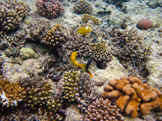 Parupeneus cyclostomus or Golden-toothed mullet in the Red Sea coral reef