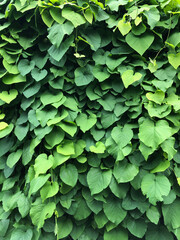 Natural background of green vine leafs 