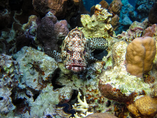 Fototapeta na wymiar Greasy grouper or Grouper tauvina in the coral reef of the Red Sea