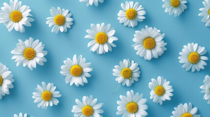 Fototapeta premium Daisy pattern. Flat lay spring and summer chamomile flowers on a blue background. Repetition concept. Top view