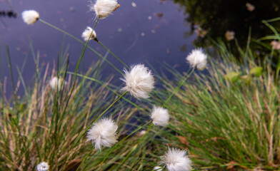 Arctic cotton grass (Eriophorum callitrix) flowering.