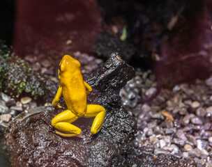 Golden poison frog (Phyllobates terribilis), probably the poisonous animal on Earth