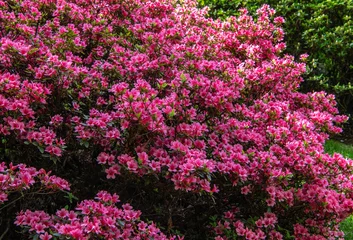 Fototapeten Silvestre rhododendron garden in spring. Azaleas. Blooming rhododendrons © lorenza62