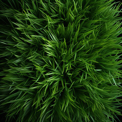 Fototapeta premium Fondo con detalle y textura de hierba de color verde