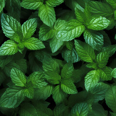 Fototapeta na wymiar fondo con detalle y textura de multitud de hojas de menta fresca y color verde intenso