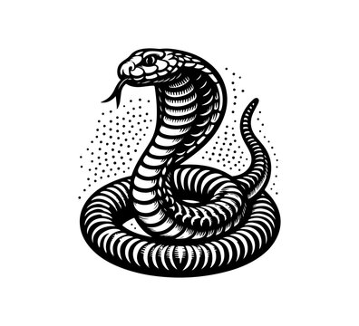 King Cobra hand drawn illustration vector graphic asset