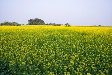 Beautiful Floral Landscape View of Rapeseed  in a field with blue sky in the countryside of Bangladesh