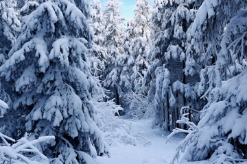 Fototapeta na wymiar Heavy snowfall in pine tree forest