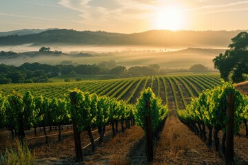 Sprawling vineyard at sunrise with rows of grapevines and a misty valley backdrop.