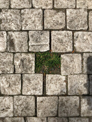 Fototapeta premium Cobblestone sidewalk with grass growing In missing square
