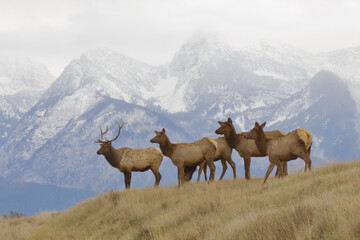 Herd of Elk with the snow-capped Rocky Mountains in the background - actual image, not a...