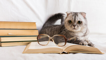 Gray cat lying near stack of books and glasses of owner