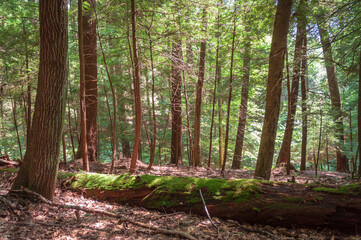 Obraz premium Trail at Cook Forest State Park and Clarion River Lands in scenic northwestern Pennsylvania