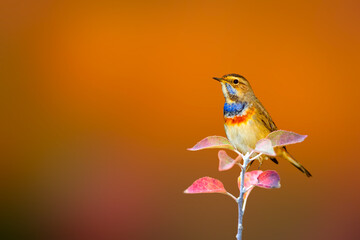 Cute little bird. Bluethroat. Orange nature background. 