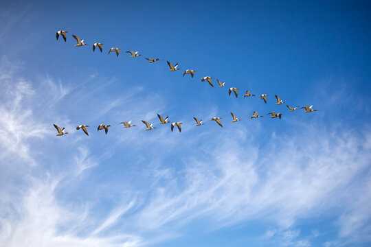 Migrating birds. Blue sky background. Common Shelduck. Tadorna tadorna.