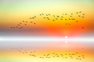 Birds flying in a wonderful landscape. Sunset nature background.